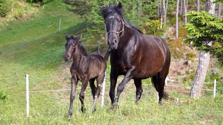 U Nizozemskoj počeo uzgoj bosanskog brdskog konja