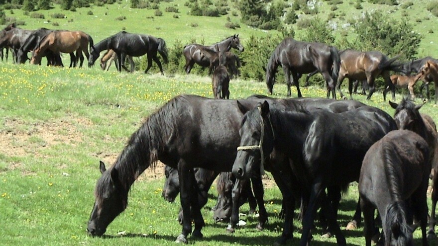 Konji preko granice: Dozvoljen izvoz registriranih konja u EU