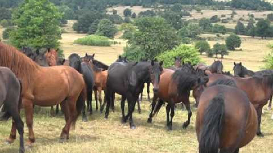 Bosanski brdski konj - na rubu izumiranja