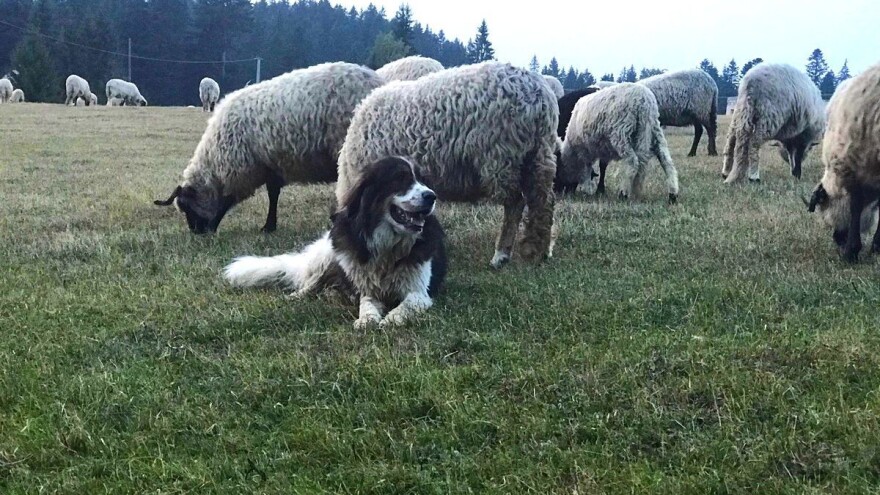 Osigurano 70 milijuna kuna za obranu stoke od velikih zvijeri, prijavite se na prvi natječaj operacije 4.4.1.