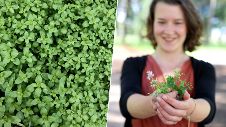 Korov, hrana, lek  - tri korovne vrste koje će vam pomoći da ojačate organizam ove zime
