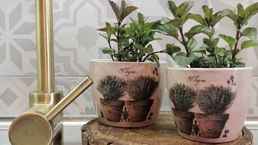 Proizvodnja začinskog bilja u saksijama - potražnja konstantna