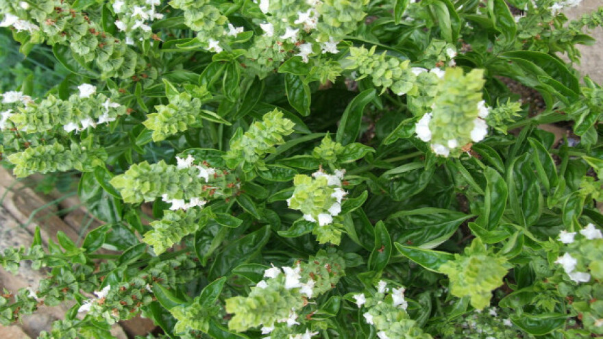 Proizvodnja začinskog bilja