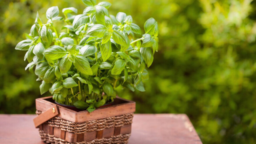 Jednostavan uzgoj bosiljka - kralja začina
