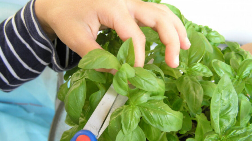 Kako sačuvati bosiljak za zimu?