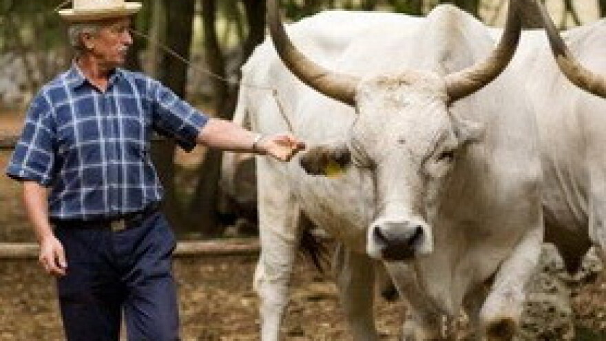 Izložba istarskog goveda