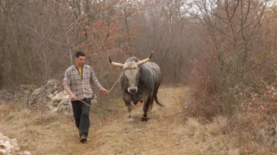 Neuhvatljiva goveda lutaju Istrom već 10 mjeseci