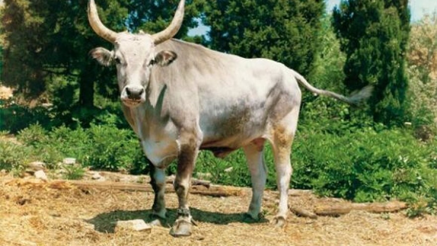 Jakovlje i Boškarini