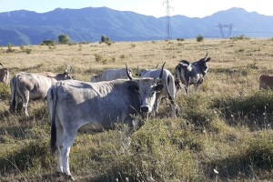 Poljoprivrednici kao čuvari bioraznolikosti, koje prakse ju štite?