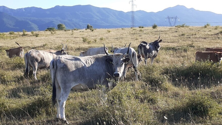 Imamo dva nova zaštićena proizvoda - meso boškarina i samoborske češnjovke