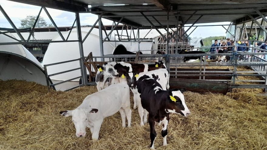 Svjetski Dan školskog mlijeka na farmi obitelji Pavić: Bude padova, no bude i uspona