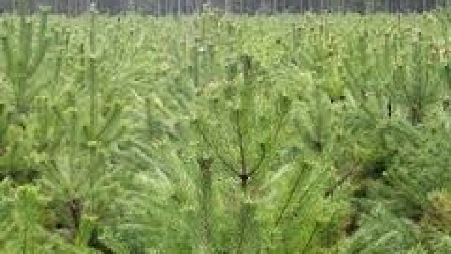 Cjenici popratnica božićnih drvaca i naknada