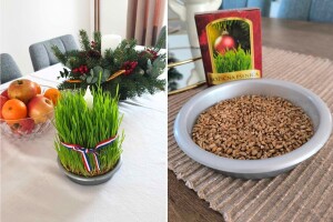 Sveta Lucija i sijanje pšenice - evo savjeta kako da vam uspije