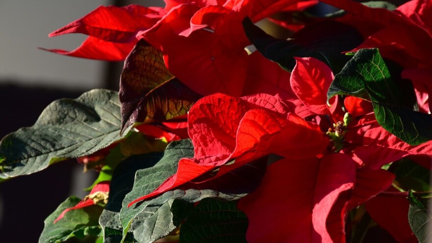 Božićna zvezda i kaktus cvetaju u mraku