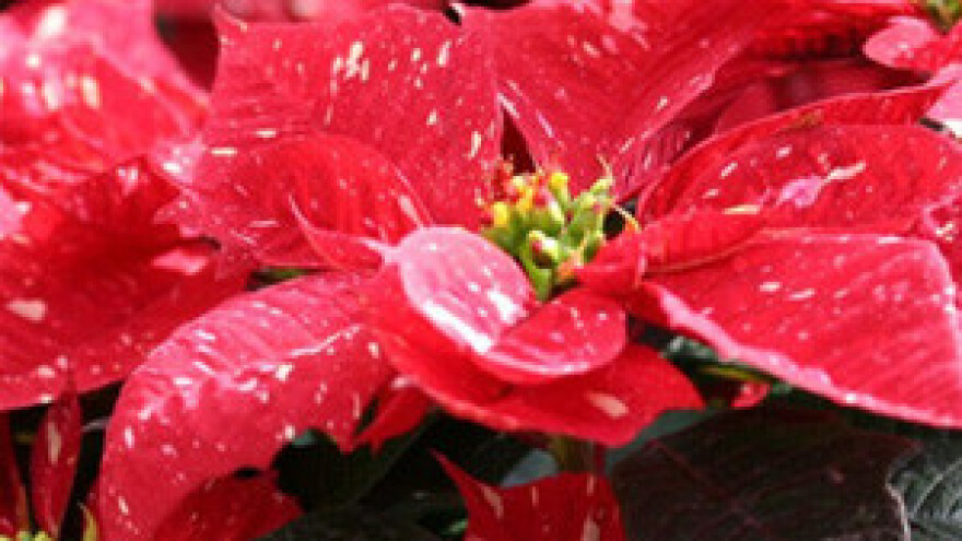 Tresetna mušica nova je pošast koja prijeti plastenicima