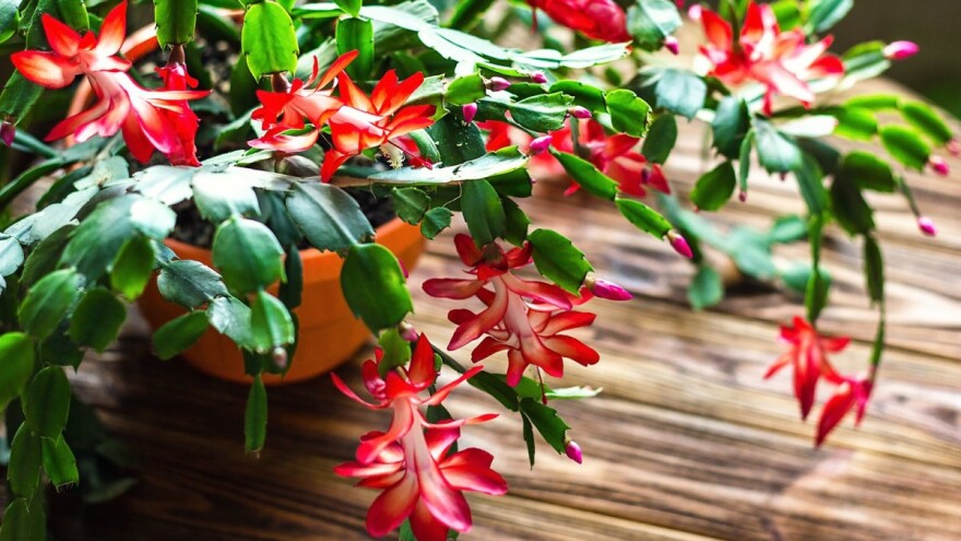 Savjeti za njegu božićnog kaktusa kako bi postigao punu raskoš