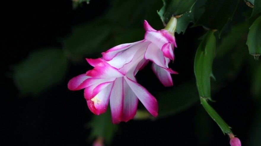 I Božić ima svoj kaktus