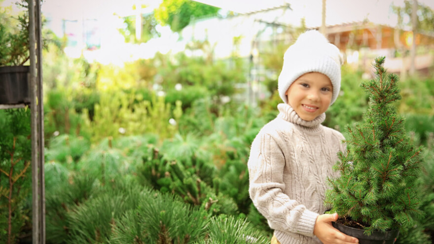 Prirodne jelke zahtijevaju njegu tijekom i poslije praznika
