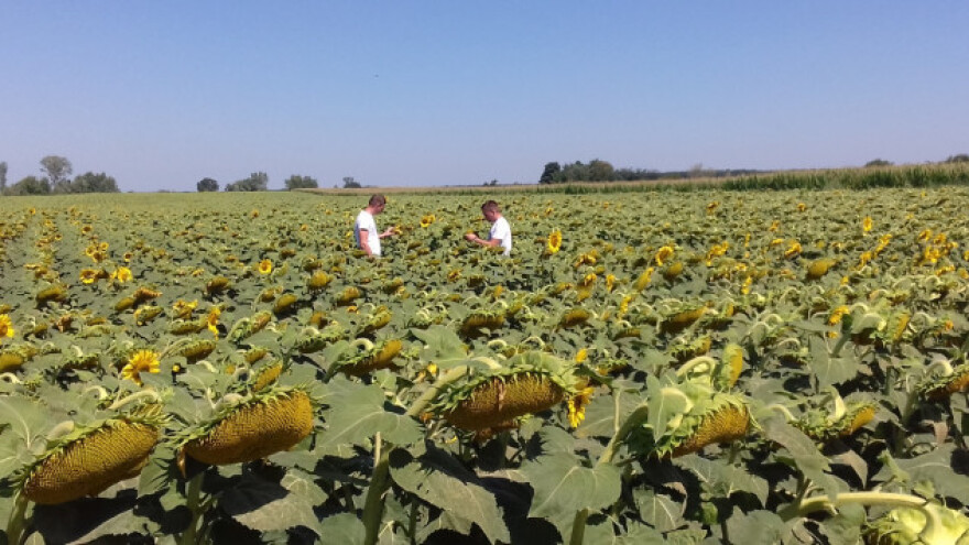 Odličan urod uljane repice, sad se čeka suncokret