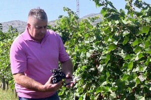 Sekulović: Dobro vino rezultat je posvećenog rada, od zasada do čaše