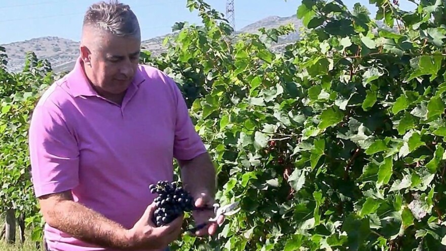 Sekulović: Dobro vino rezultat je posvećenog rada, od zasada do čaše