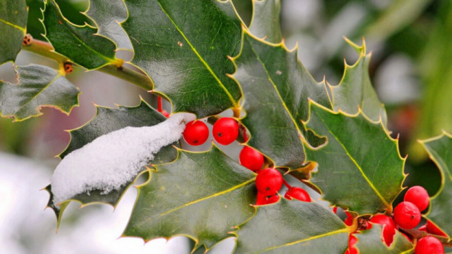 Božikovina - grm koji prkosi zimi