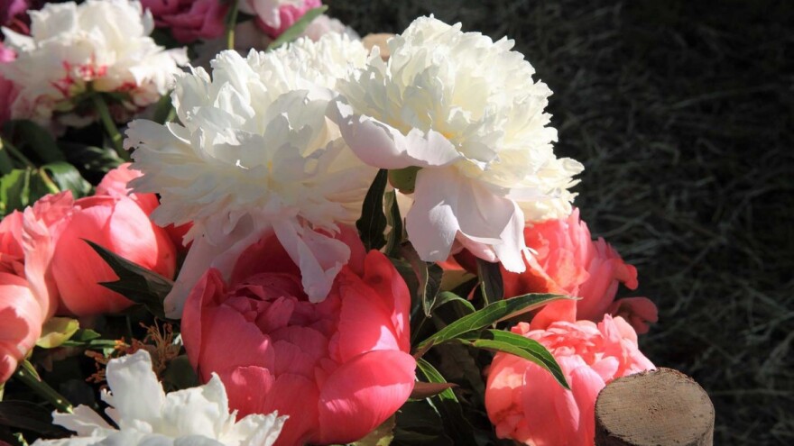 Osmi dani božura u Kovačevcu