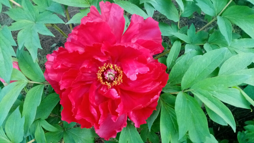 Jesen - vreme za sadnju božura, a kako ga razmnožiti?