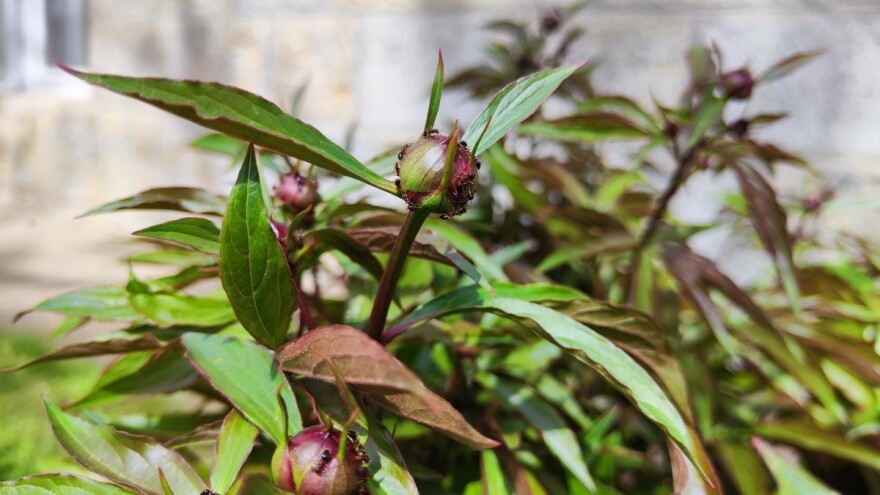 Šta rade mravi na pupoljcima božura?