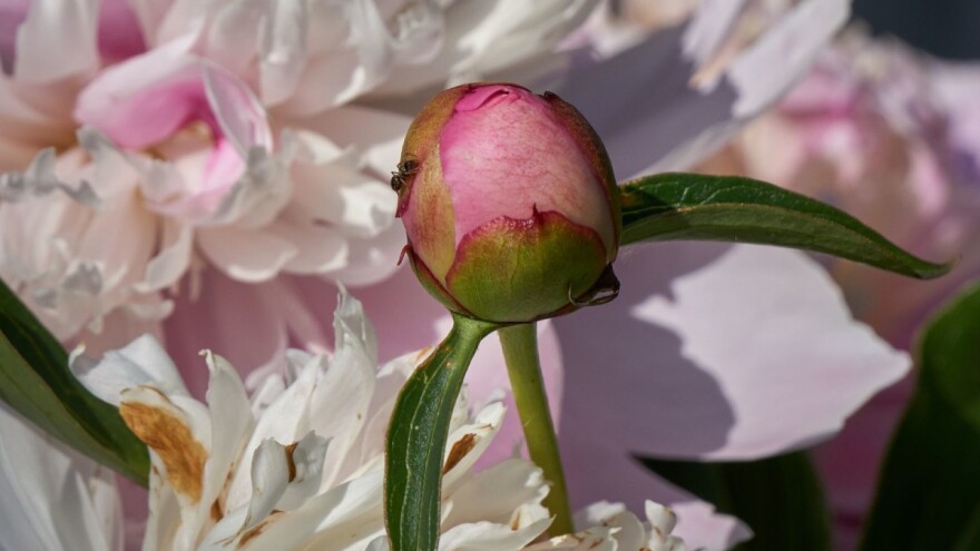 Mravi dobri za božure - pomažu im da procvetaju