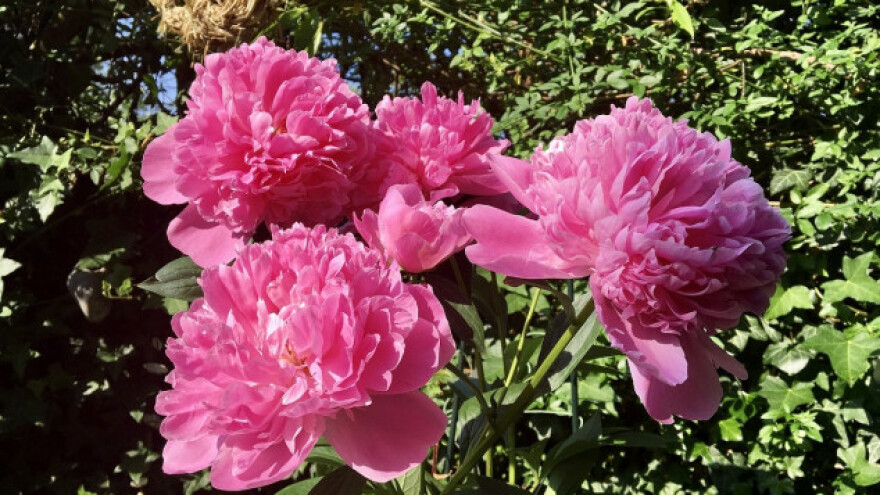 Raskošni božur - ukras svakog dvorišta