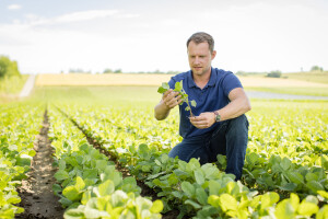Pobjednica pokusa RWA soja Wendy - prinos 4,76 t/ha