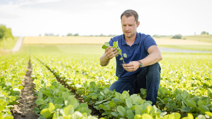 Pobjednica pokusa RWA soja Wendy - prinos 4,76 t/ha