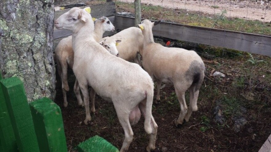 Izložba ovaca na Braču!