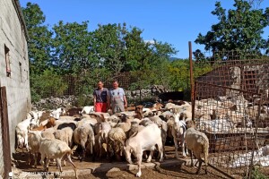Dok Covid 19 uzima svoj danak, neki u Zagori trljaju ruke - čak im fali mesa!
