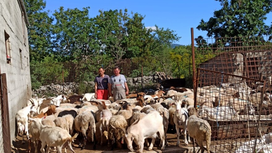 Dok Covid 19 uzima svoj danak, neki u Zagori trljaju ruke - čak im fali mesa!