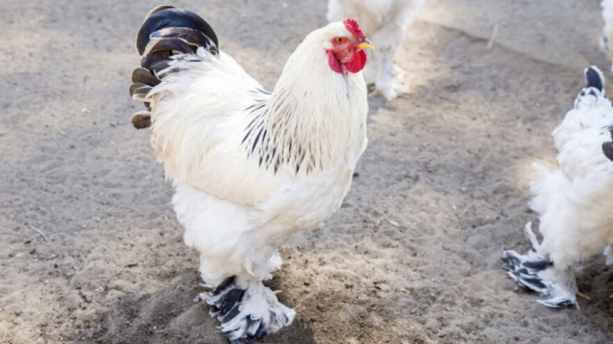Brahma pijetao s Kosova visok preko jednog metra