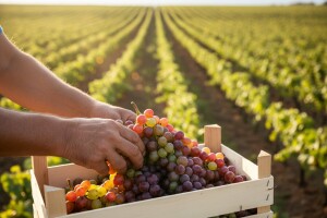 Bralino grožđe na policama Konzuma