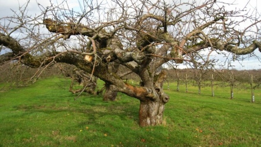 Odumire prvo drvo Bramley jabuke!