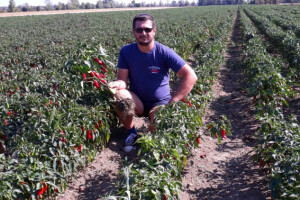 Domaća začinska paprika jamči kvalitetu, ali je guši uvoz
