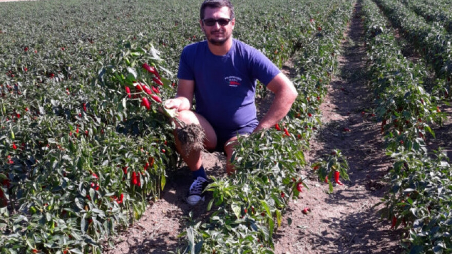 Domaća začinska paprika jamči kvalitetu, ali je guši uvoz