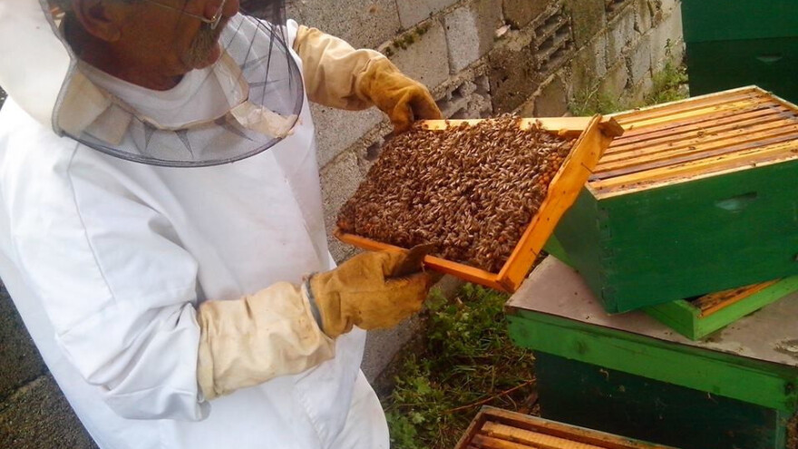 Turisti sami vade med i žele doživjeti ubod pčele