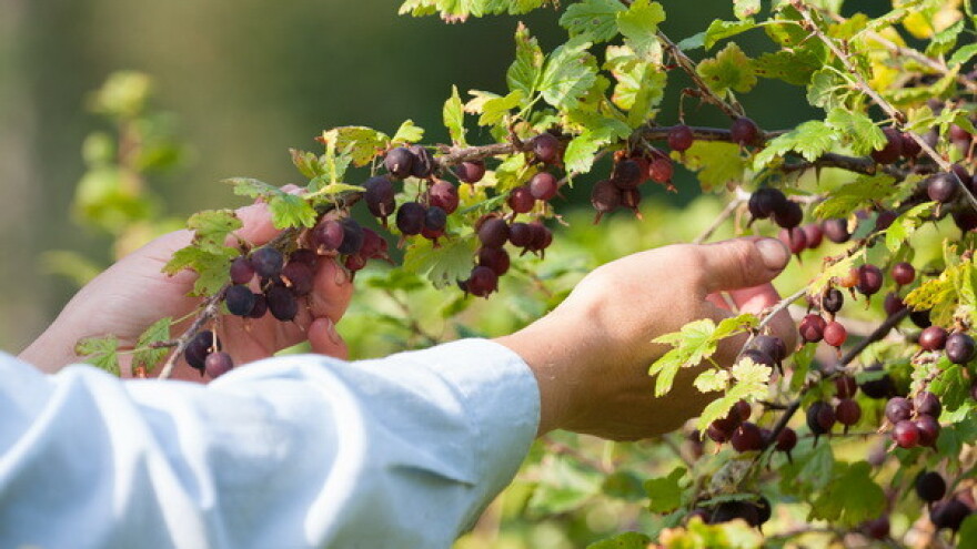 Radionica prepoznavanja samoniklog jestivog bilja