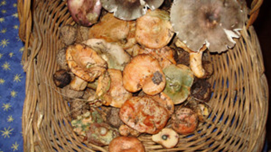 Turisti berači gljiva