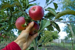 Traže radnike za branje jabuka u Irskoj