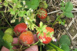 Britanski farmeri traže uvoz sezonaca iz BiH