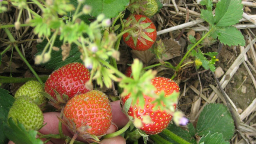 Britanski farmeri traže uvoz sezonaca iz BiH