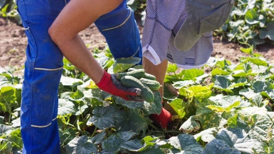 Agrona počela otkupljivati kornišone!