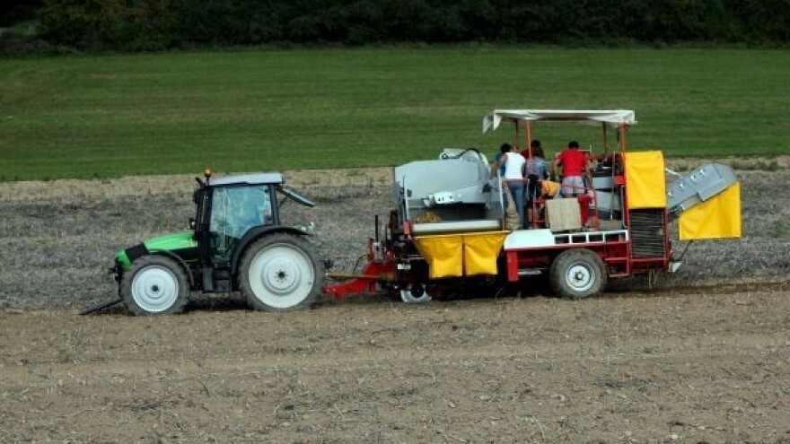 493 tisuće kn za proizvodnju krumpira