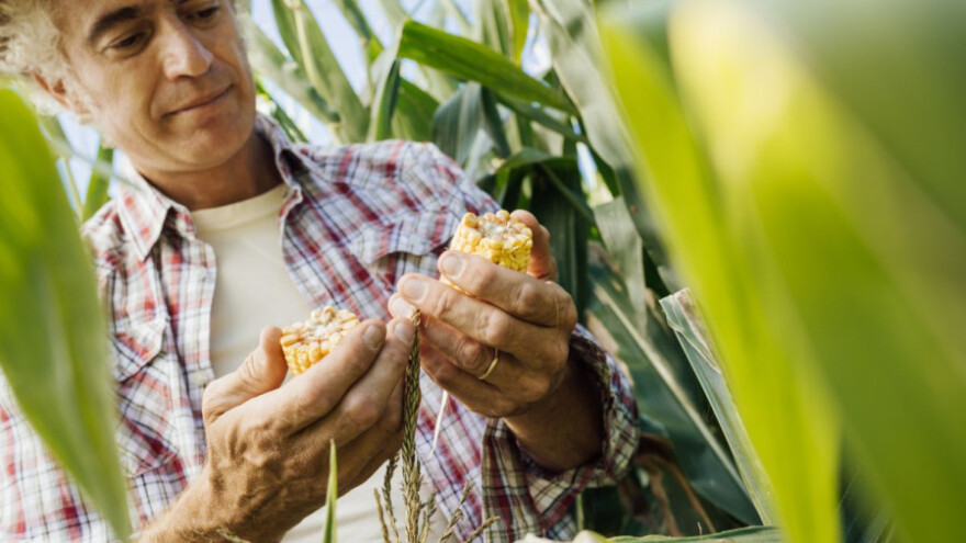 Natprosječni prinos kukuruza, dobra i cijena